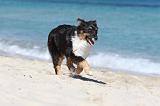 BERGER AUSTRALIEN PUPPIES 085